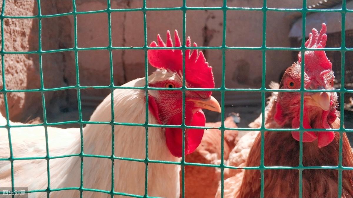 最新淘汰鸡现象，原因解析与应对策略探讨