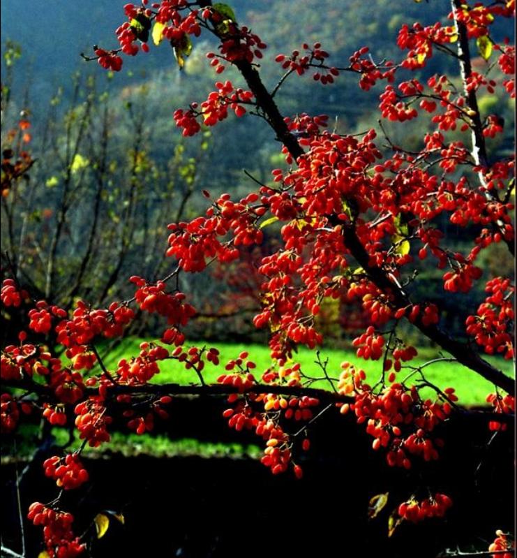 西峡山萸肉最新价格行情揭秘,市场行情与价格大揭秘