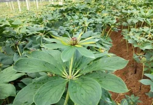 全国中药材最新价格概览,最新中药材市场行情分析