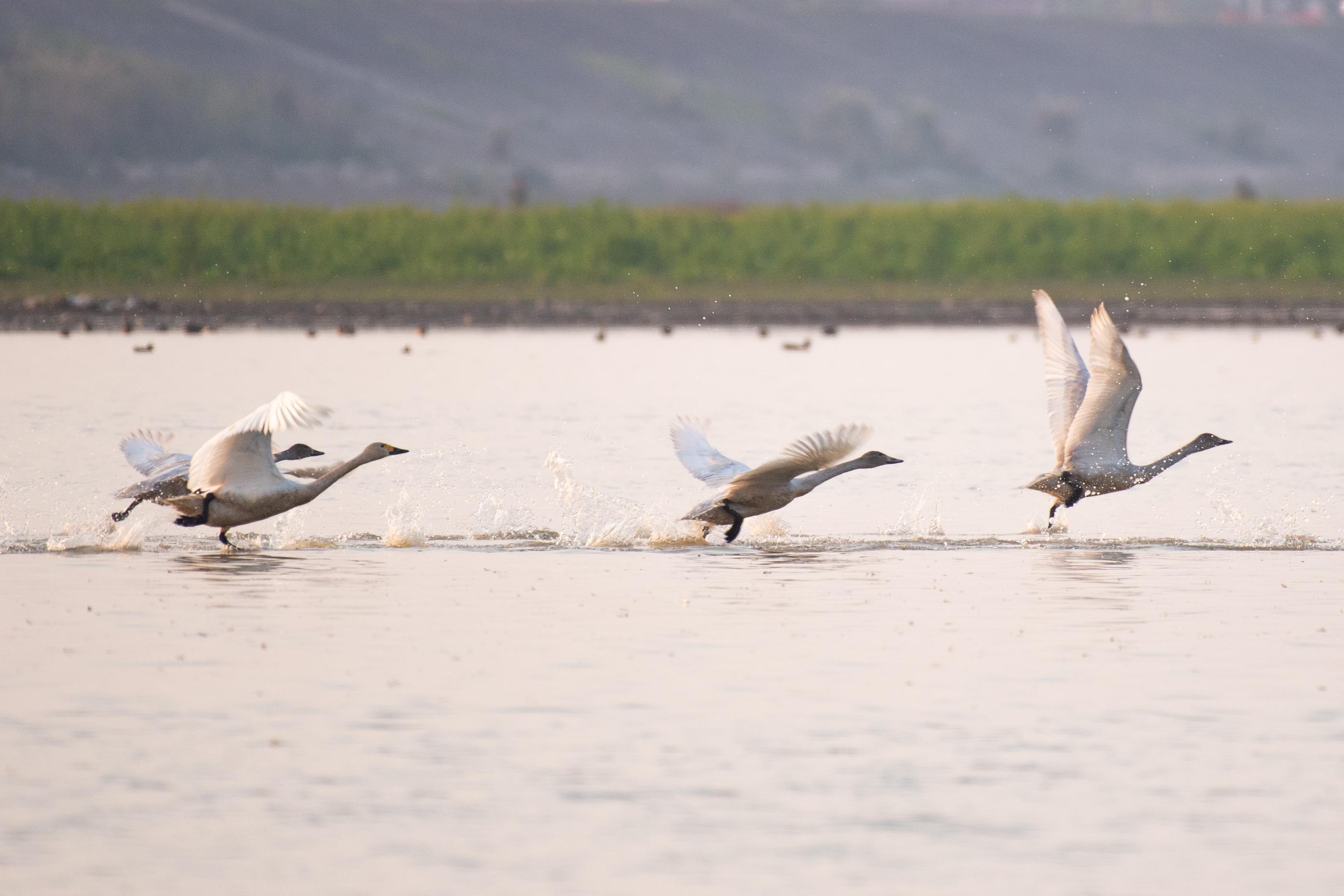 候候新华最新动态,候鸟迁徙消息更新