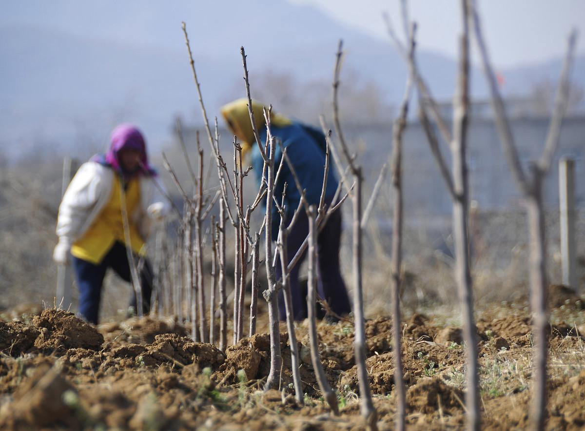 最新苗圃占地赔偿标准详解，全面解析赔偿标准与规定